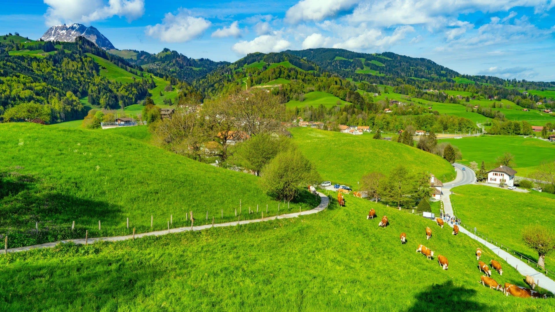 Swiss alpine meadow panorama